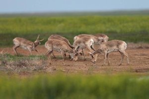 A healthy group of endangered saiga antelopes. Successful conservation efforts have been set back by a mass die-off in Kazakhstan.Credit Saiga Conservation Alliance