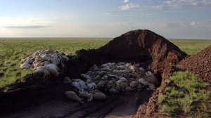 A burial pit for some of the more than 120,000 saiga antelope that have died in central Kazakhstan.Credit Sergei Khomenko/ FAO
